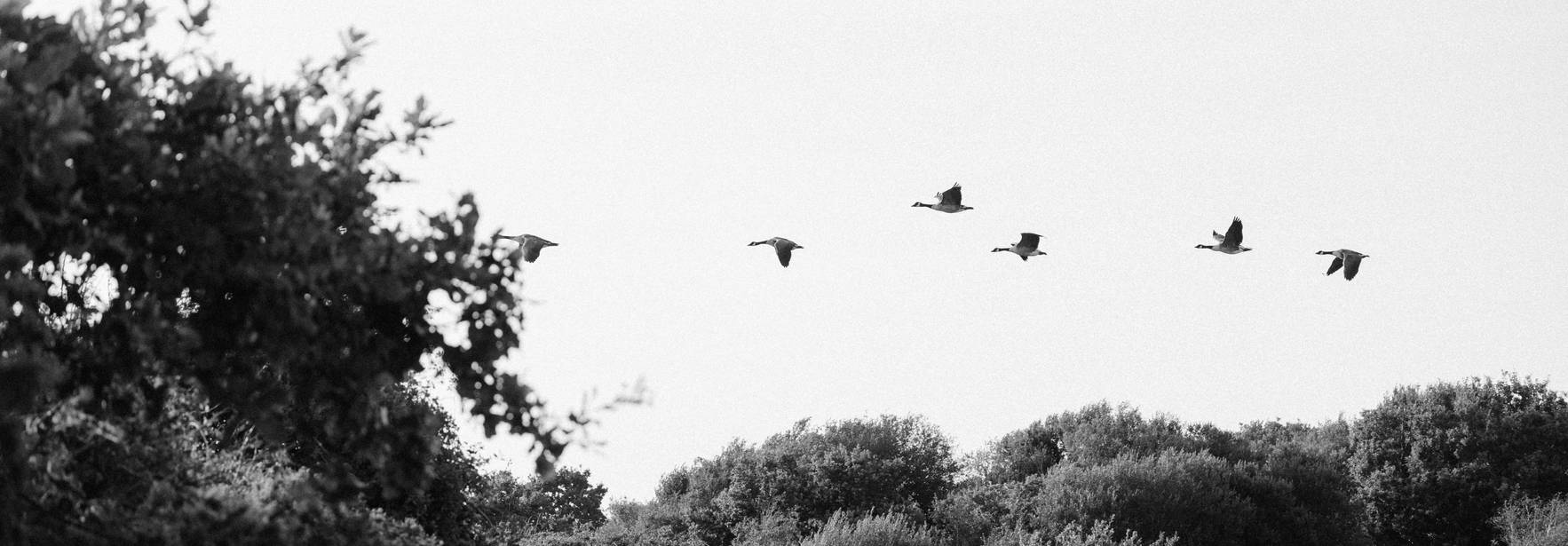 Un grupo de aves vuela sobre un paisaje natural en blanco y negro.