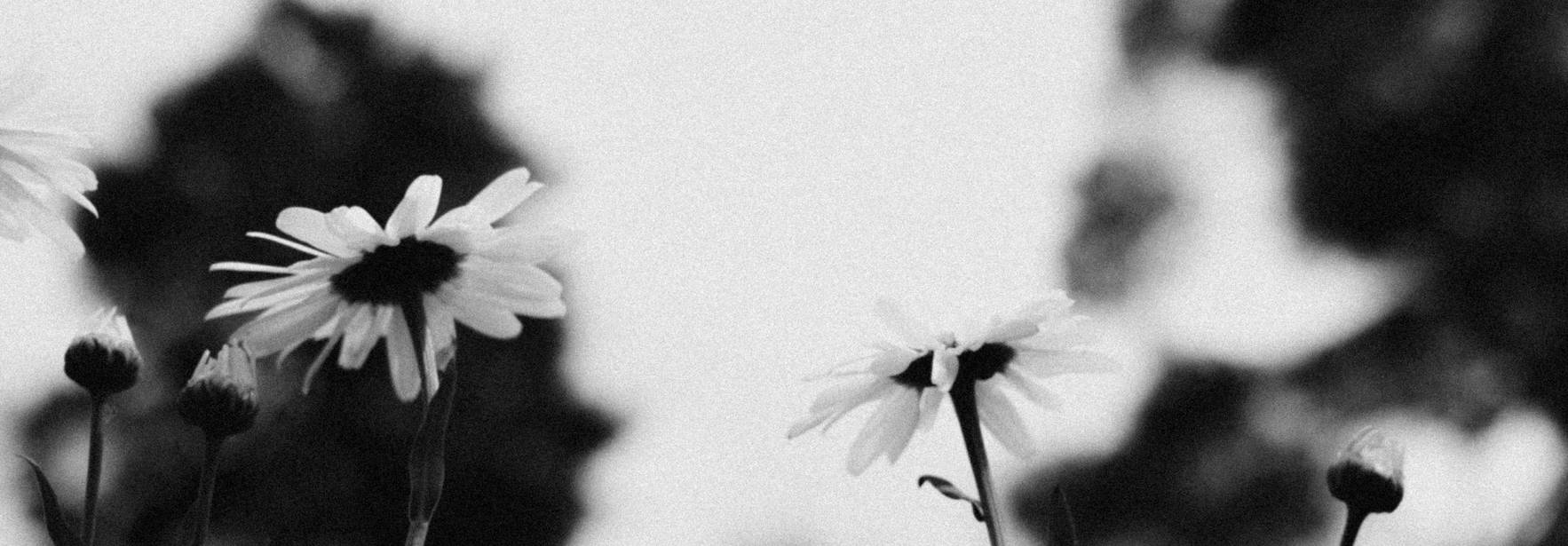 Un campo de flores en blanco y negro, resaltando sus detalles y la suavidad de sus pétalos.