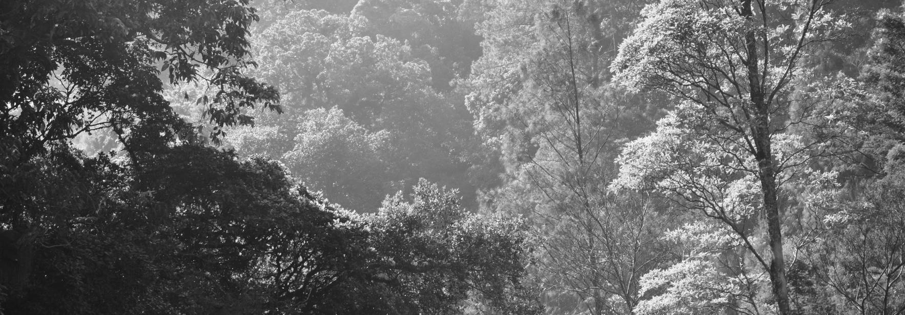 Una imagen en blanco y negro que muestra un bosque frondoso con árboles variados y un ambiente brumoso.