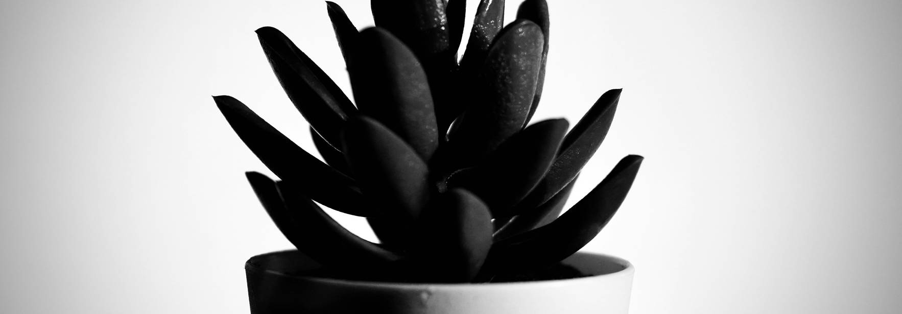 Una suculenta en una maceta blanca con fondo en blanco y negro.