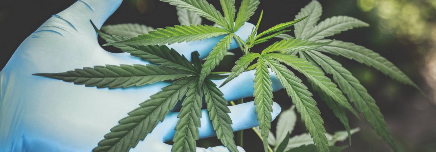 Costa Rica: Mitos y verdades sobre la producción de cannabis