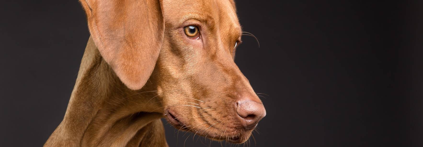 Chile: Normas que reconocen a los animales como seres sintientes, genera debate entre los expertos