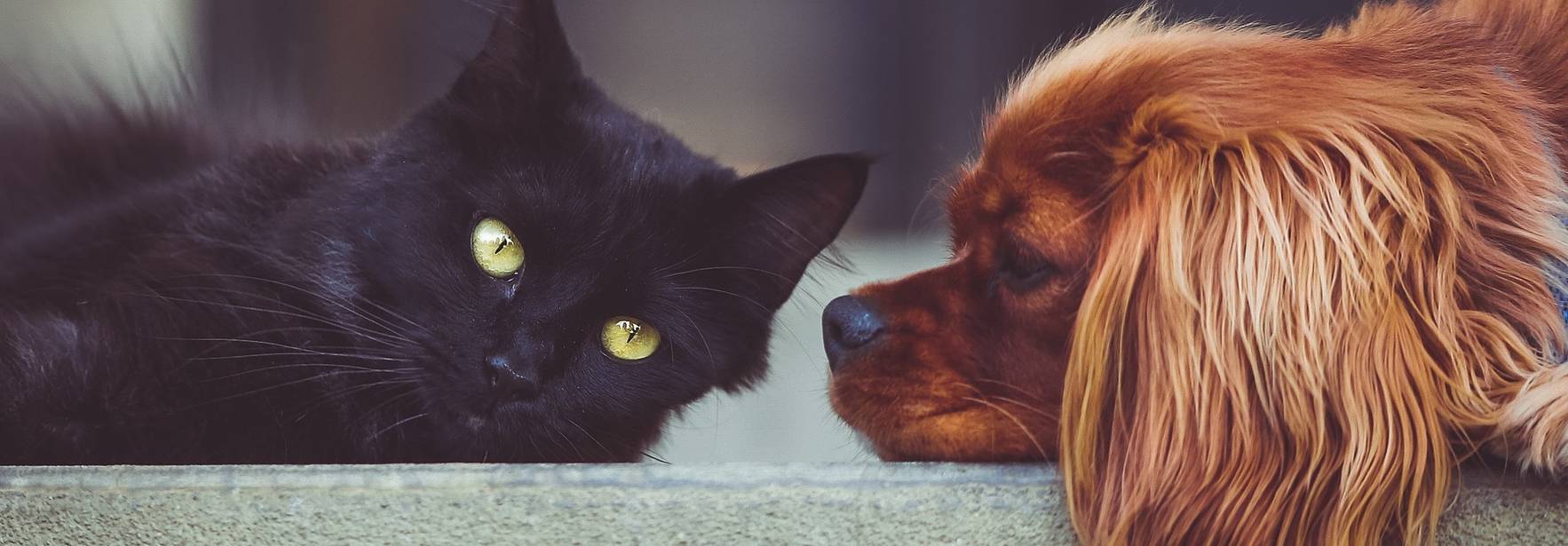 Chile: Tres iniciativas que buscan que animales dejen de ser objetos superan los 15 mil apoyos