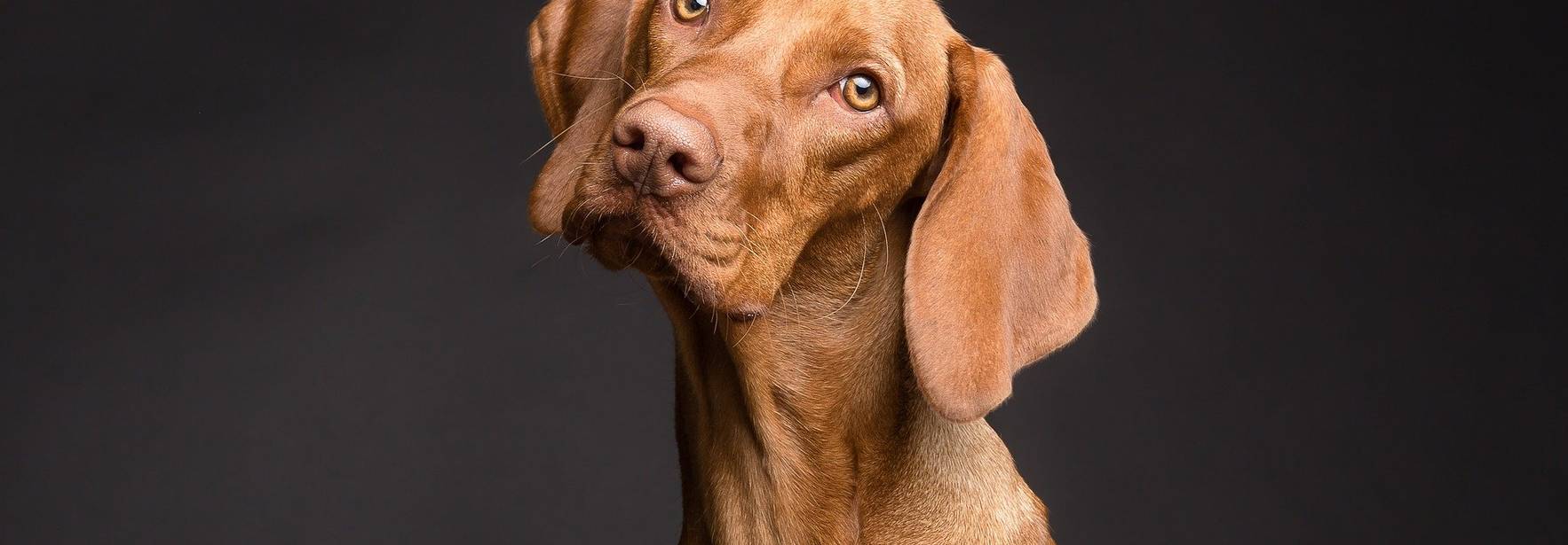 Lefebvre: Los animales ya no son cosas