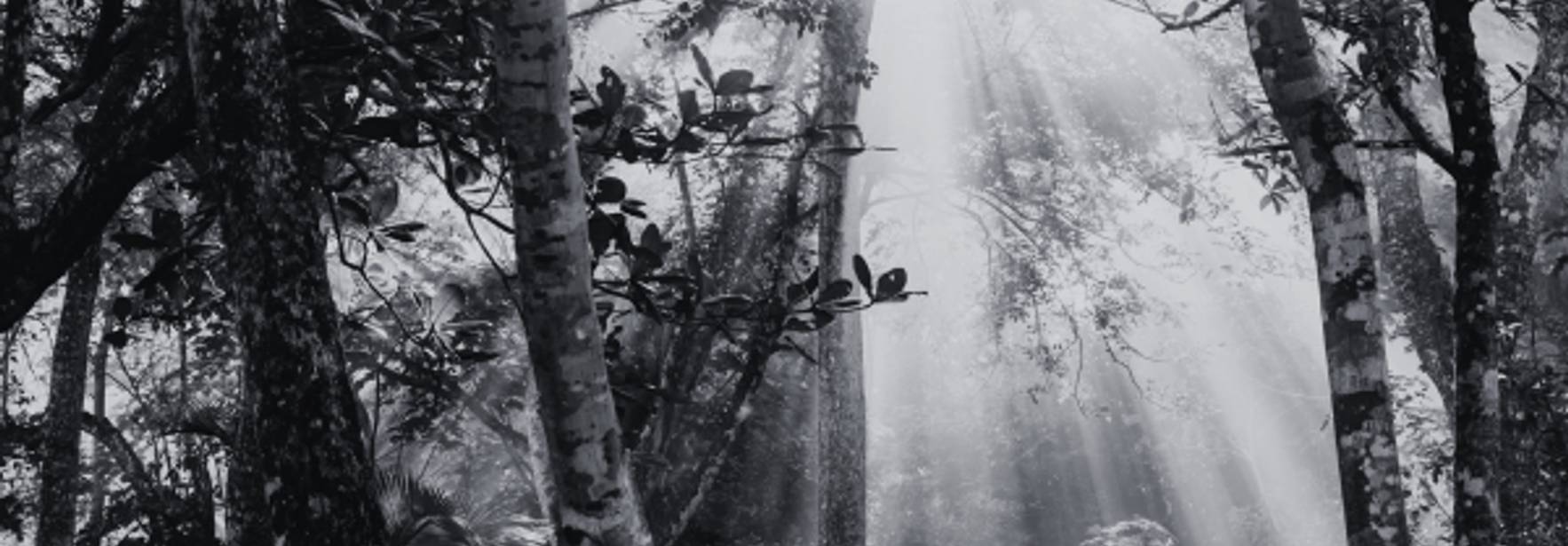 Un bosque envuelto en niebla con rayos de luz que atraviesan los árboles.