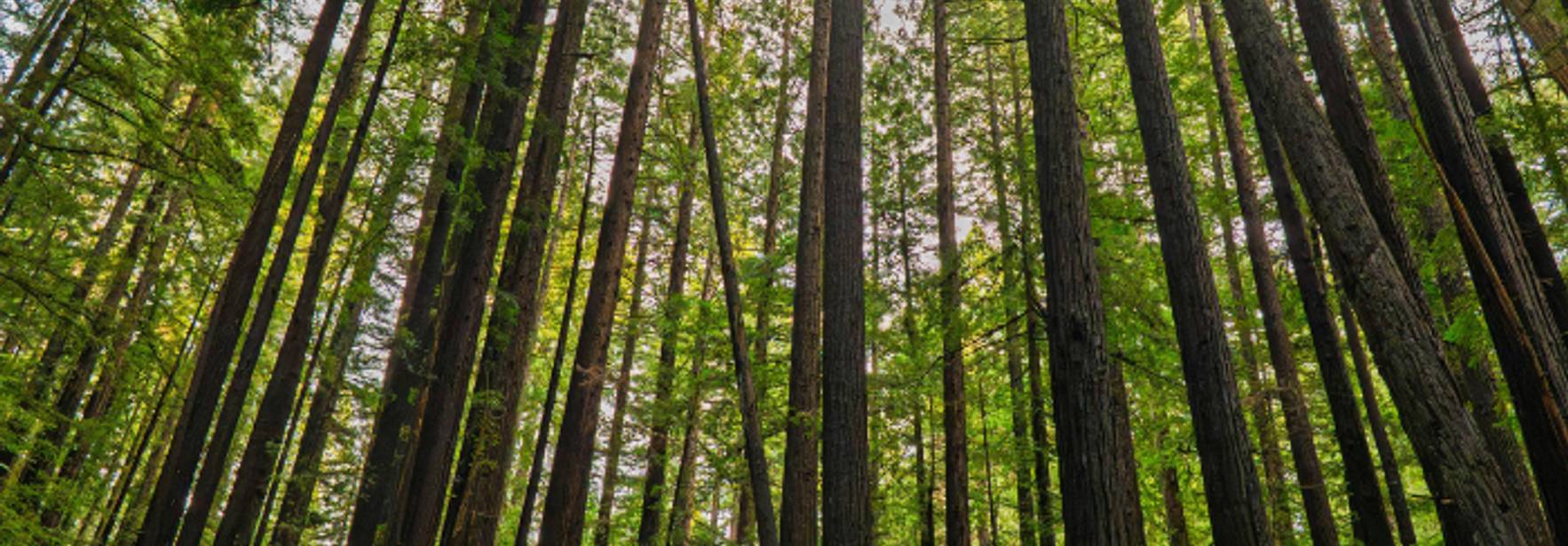 Un bosque denso con altos árboles y luz natural filtrándose entre las hojas.