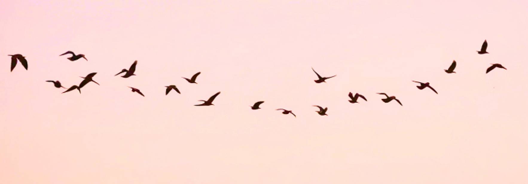 Un grupo de aves vuela en formación contra un fondo de cielo rosado.