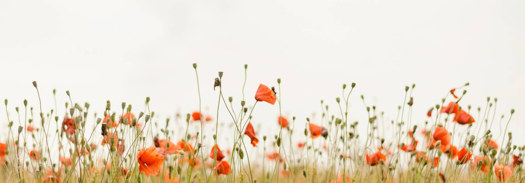 Un campo de flores silvestres con amapolas rojas y espigas de trigo en un día nublado.