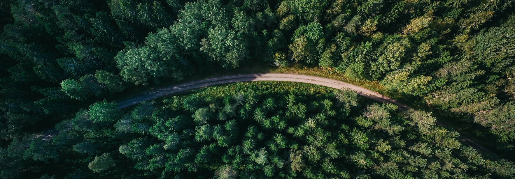 Vista aérea de un camino que serpentea a través de un denso bosque verde.