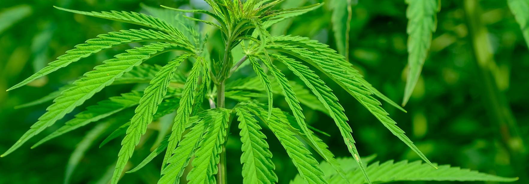 Producción de cannabis para uso medicinal, terapéutico, alimentario e industrial en Costa Rica