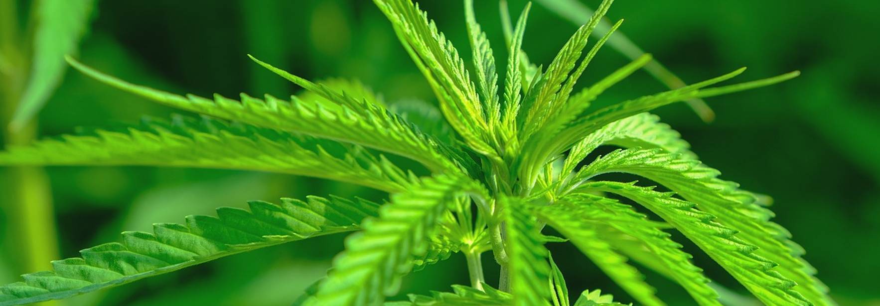 Industria Cannabis: regulación y comercialización en Iberoamérica