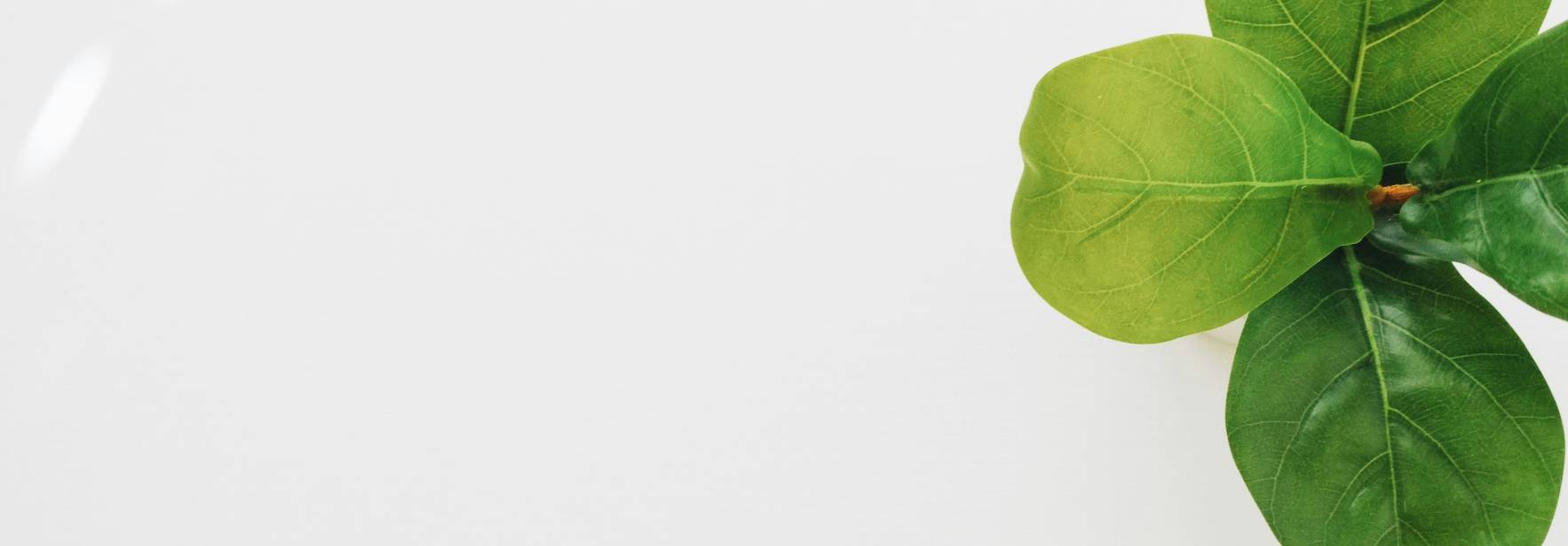 Una planta decorativa con hojas verdes se encuentra sobre una superficie blanca.