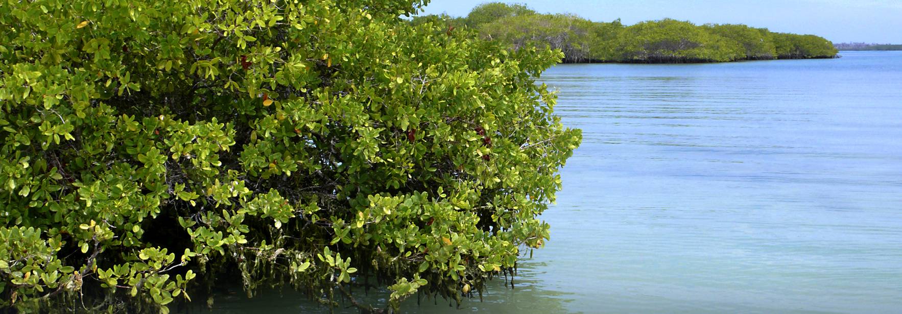 Día Internacional de la Defensa del Manglar