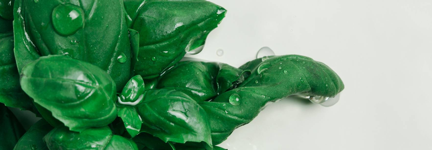 Unas hojas de albahaca fresca con gotas de agua.