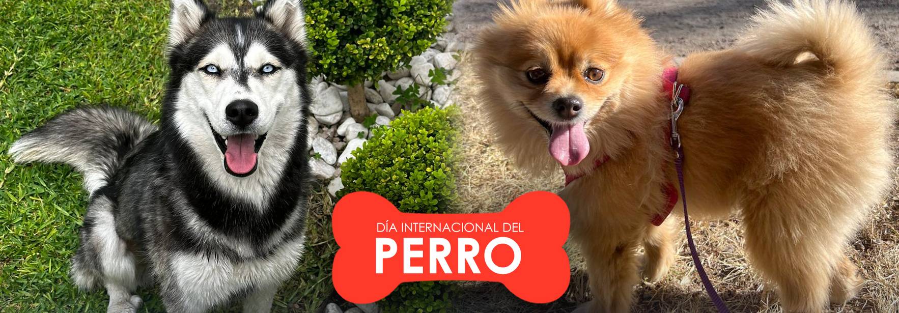 Día Internacional del Perro