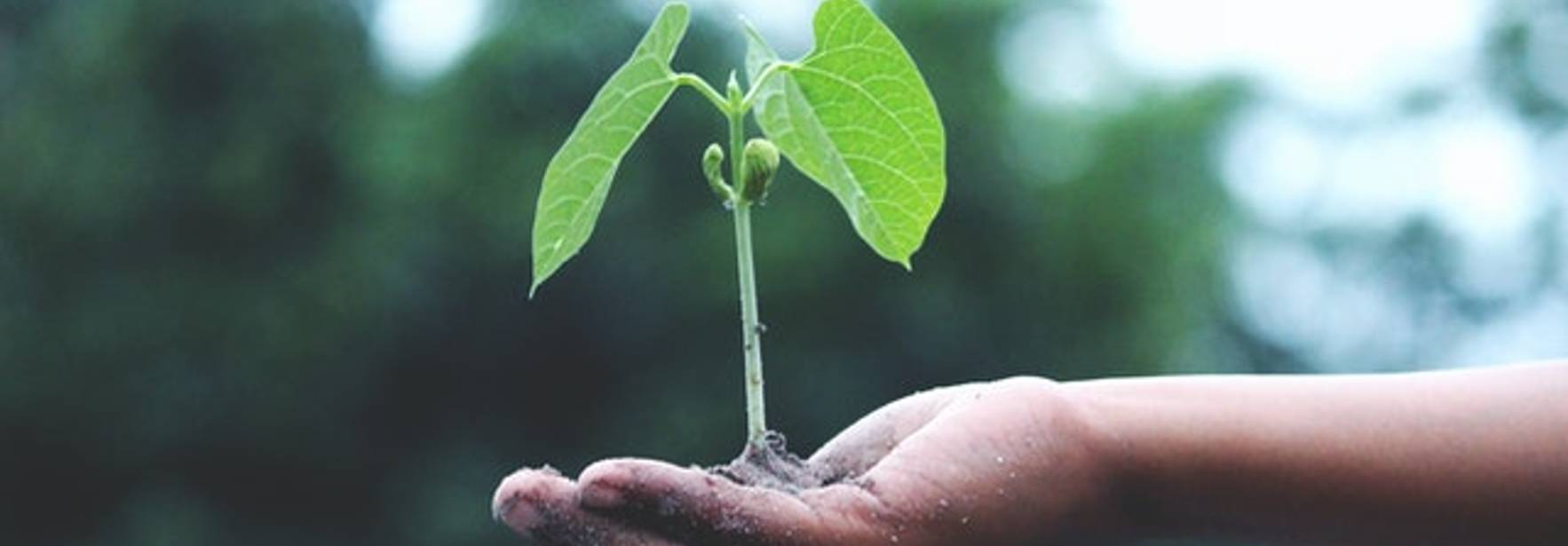 Argentina | Sustentabilidad: el "tsunami de conciencia" positivo que cada vez más empresas incorporan