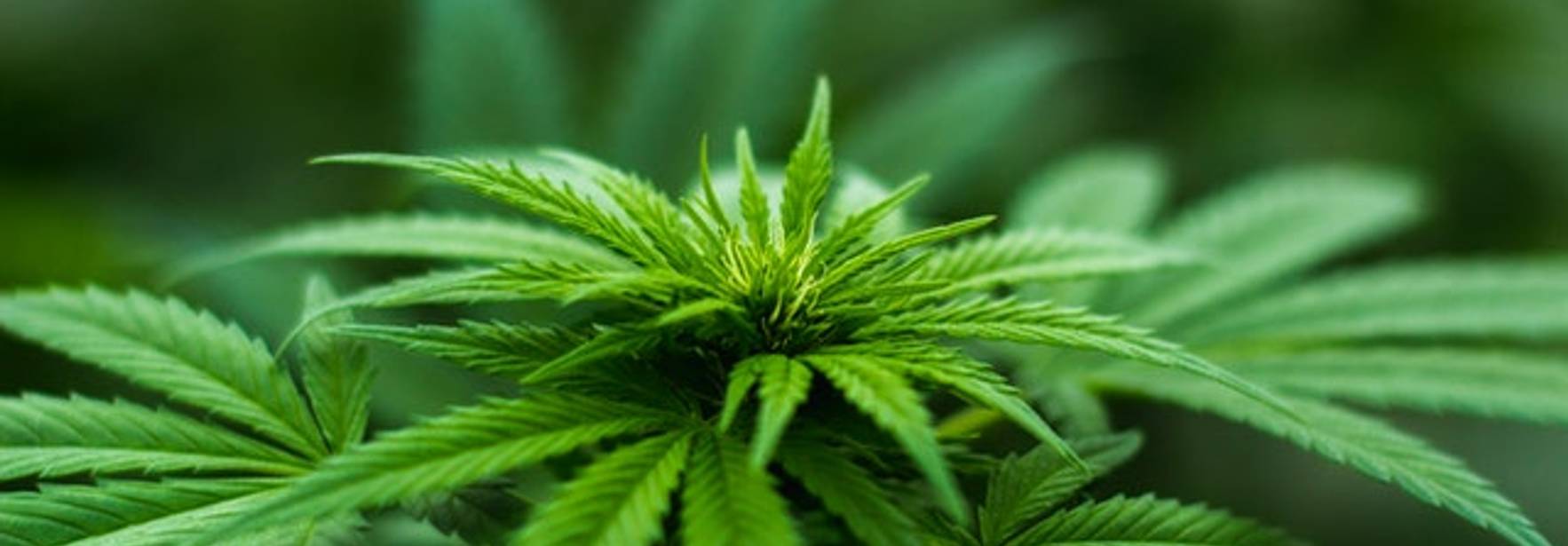 Costa Rica: Bases sólidas para una industria cannábica