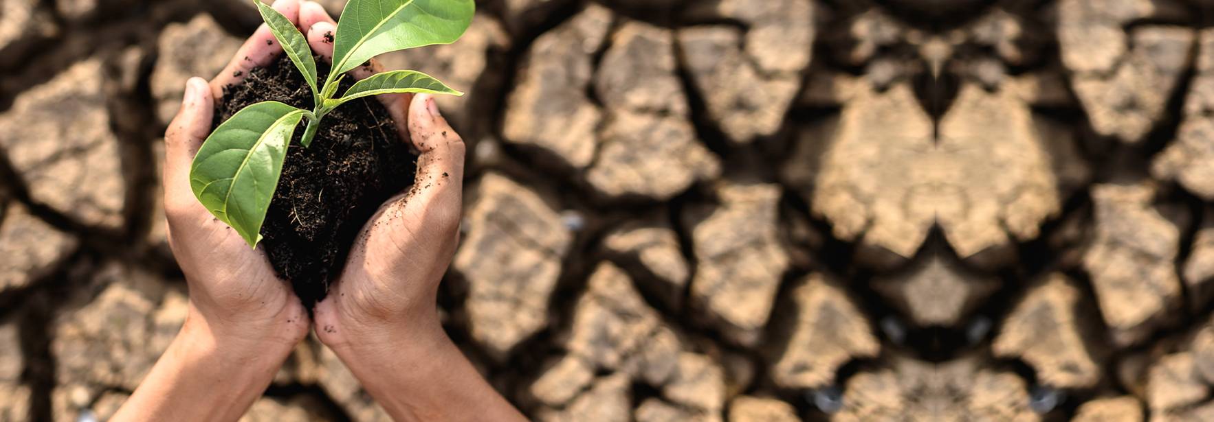 CAMBIO CLIMÁTICO Y CIUDAD: ANÁLISIS DE ACCIONES SOSTENIBLES PARA LA CDMX