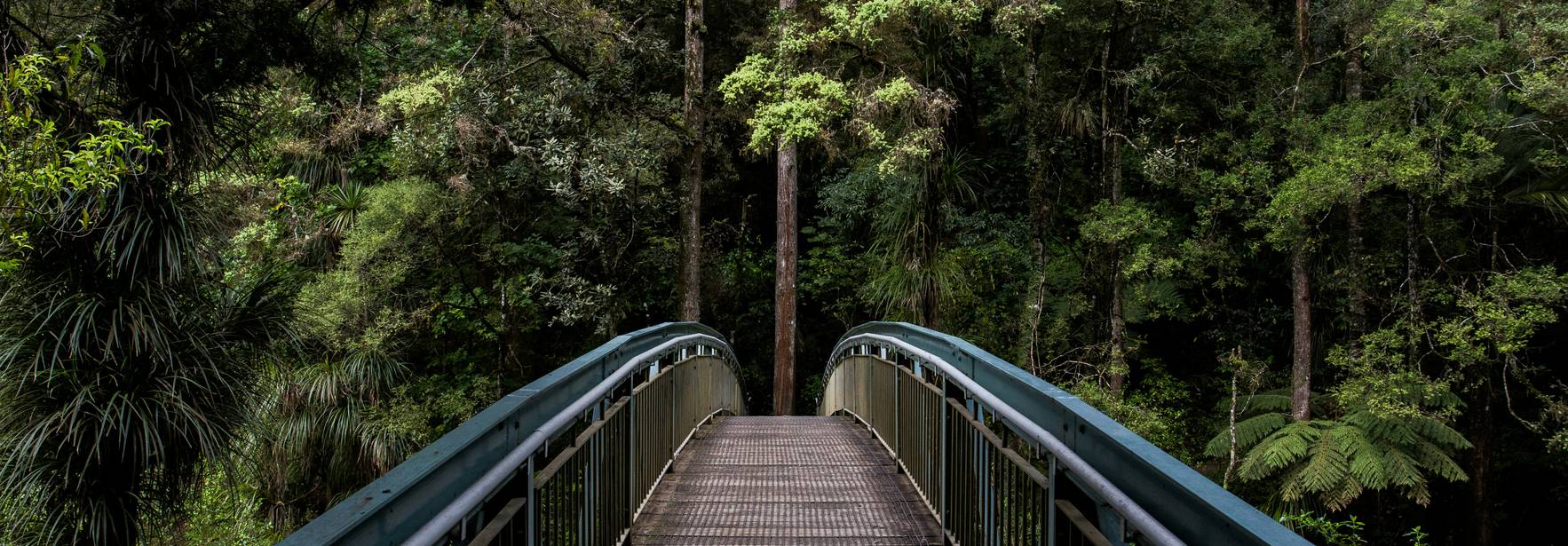 Un puente de metal atraviesa un denso bosque verde.
