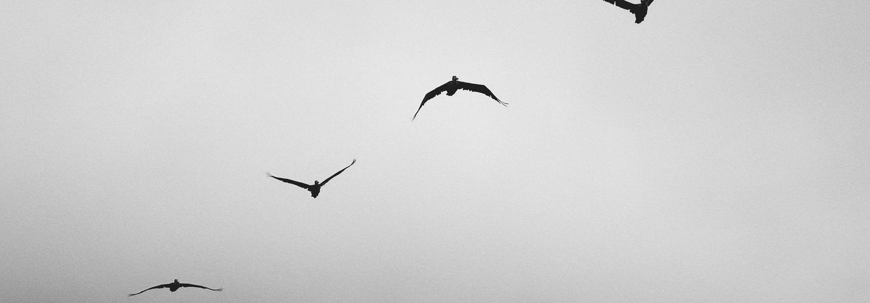 Un grupo de aves vuela en formación sobre un paisaje cubierto de niebla.