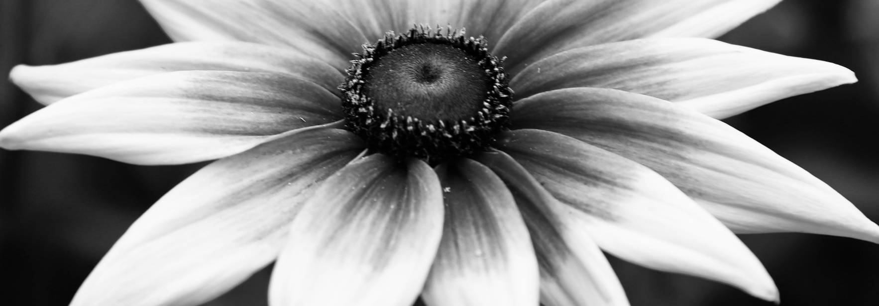 Una flor blanca y negra con pétalos alargados y un centro prominente.
