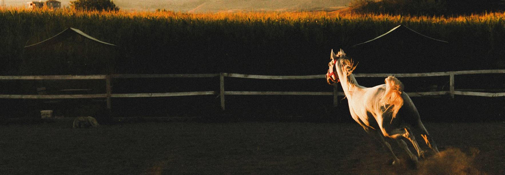 Un caballo blanco galopa rápidamente al atardecer en un campo abierto.