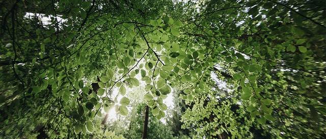 La imagen muestra un hermoso dosel de hojas verdes iluminado por la luz del sol.