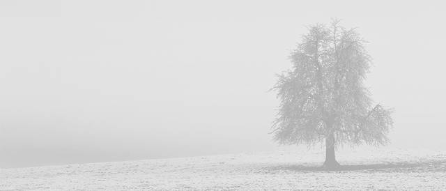 Un árbol solitario se destaca en un paisaje neblinoso y gris.