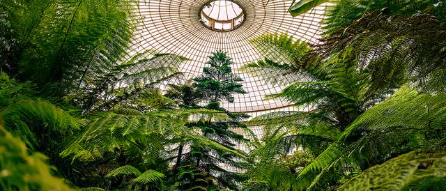 Una vista interior de un invernadero con exuberantes plantas y un techo de vidrio.