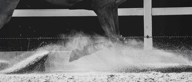 La imagen muestra la pata de un caballo levantando polvo en un área de equitación.