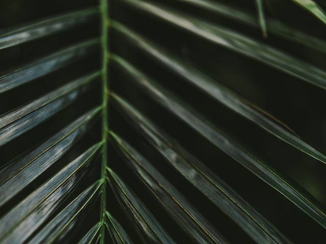 Una hoja de palma destaca sobre un fondo oscuro.