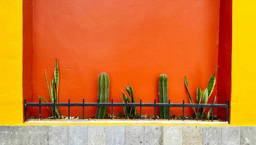Una pared colorida con plantas en un marco negro.