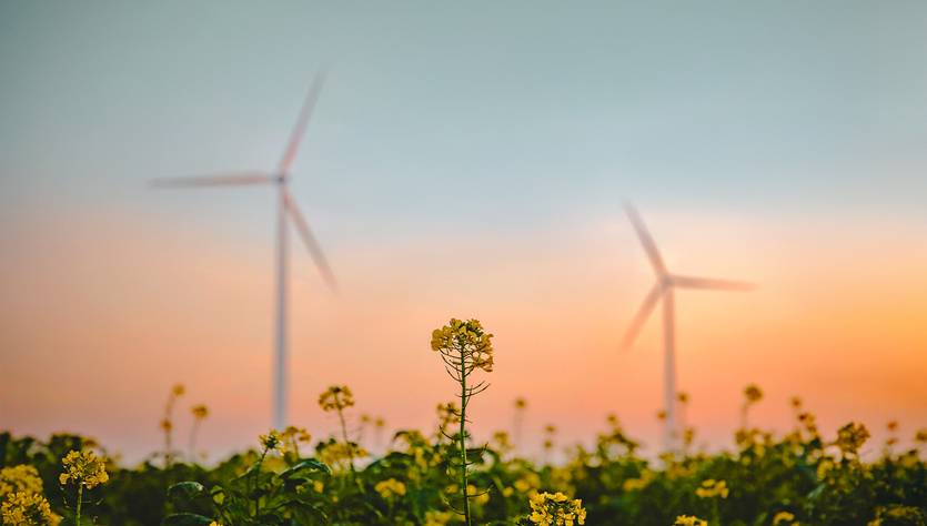 Un campo de flores amarillas con turbinas eólicas al fondo durante el atardecer.