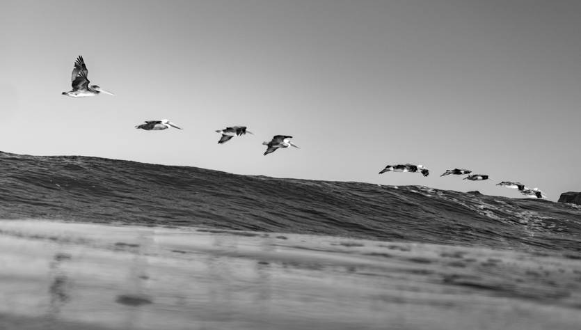 Un grupo de aves volando sobre el mar en un día soleado.