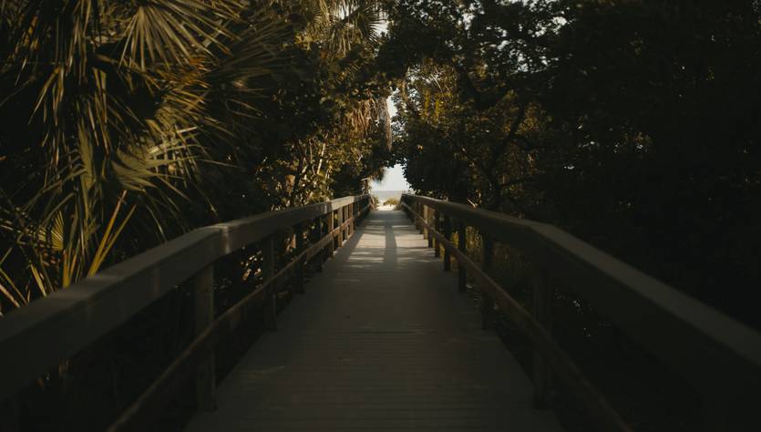Un sendero de madera rodeado de vegetación que conduce hacia la luz al final.