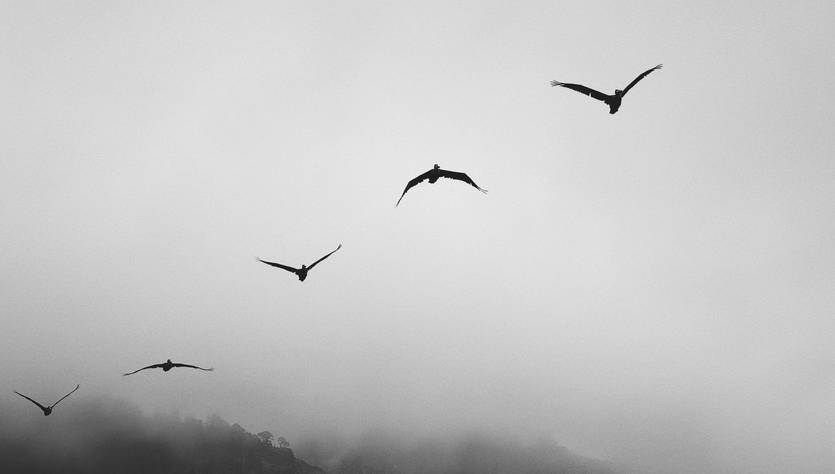 Un grupo de aves volando sobre un paisaje montañoso en una atmósfera nublada.