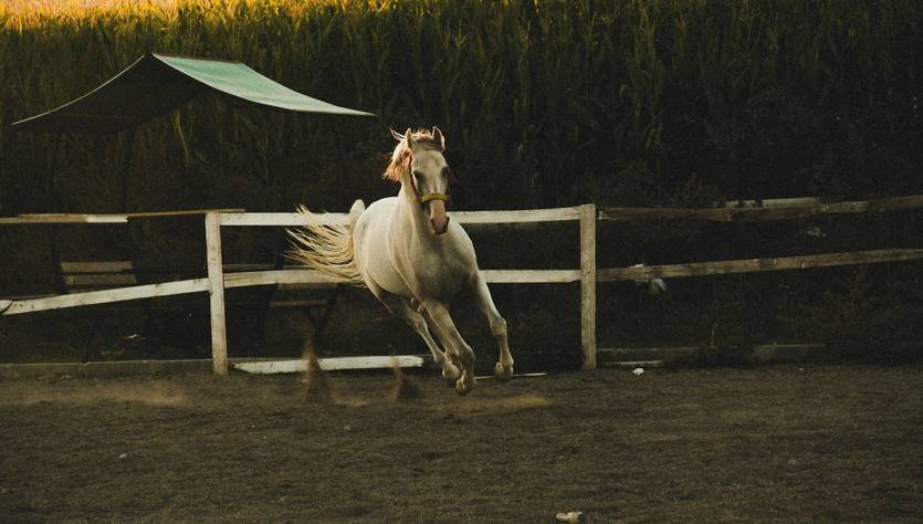 Un caballo blanco galopa libremente en un corral al atardecer.