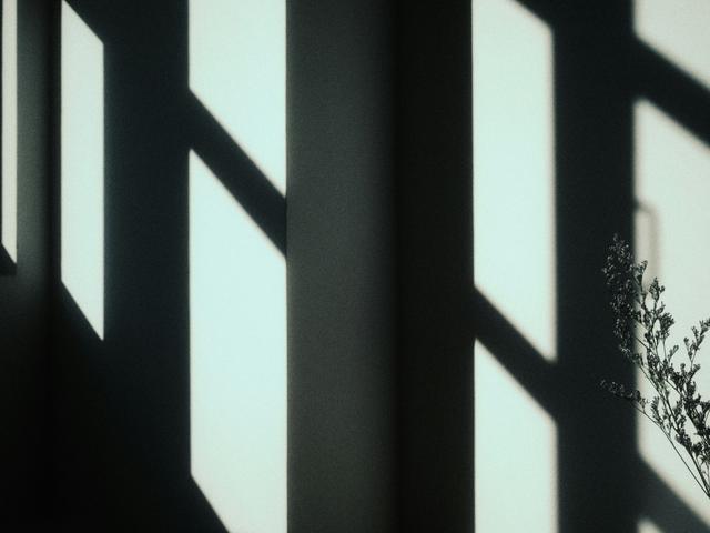 La imagen muestra sombras proyectadas en una pared por la luz que entra a través de una ventana, con una planta en la esquina.