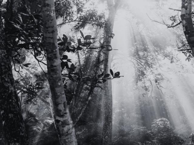 Un bosque envuelto en niebla con rayos de luz que atraviesan los árboles.