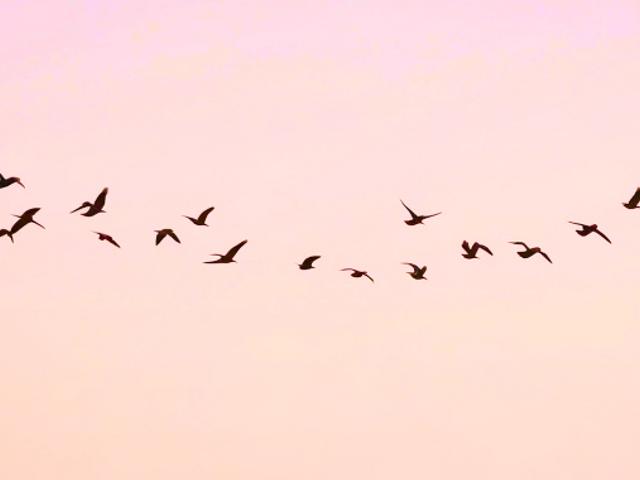Un grupo de aves vuela en formación contra un fondo de cielo rosado.