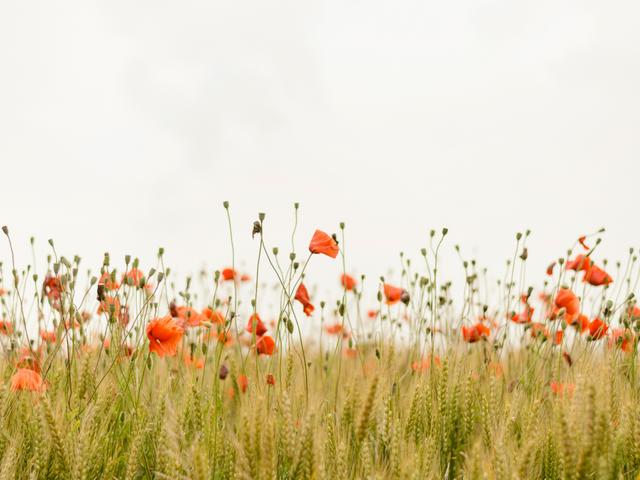 Un campo de flores silvestres con amapolas rojas y espigas de trigo en un día nublado.