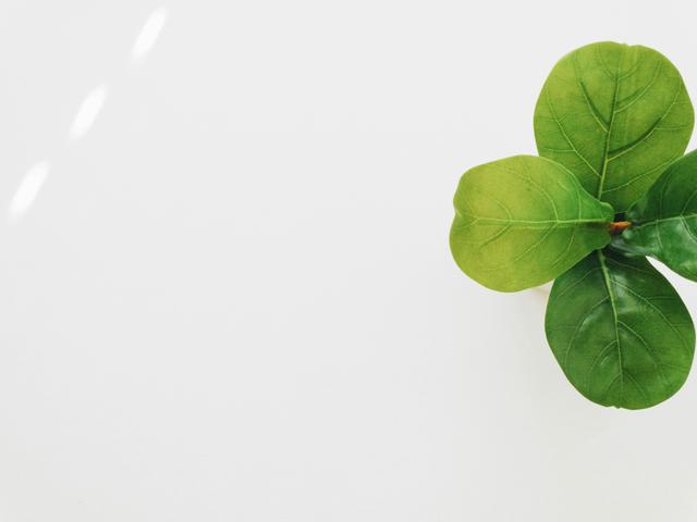 Una planta decorativa con hojas verdes se encuentra sobre una superficie blanca.