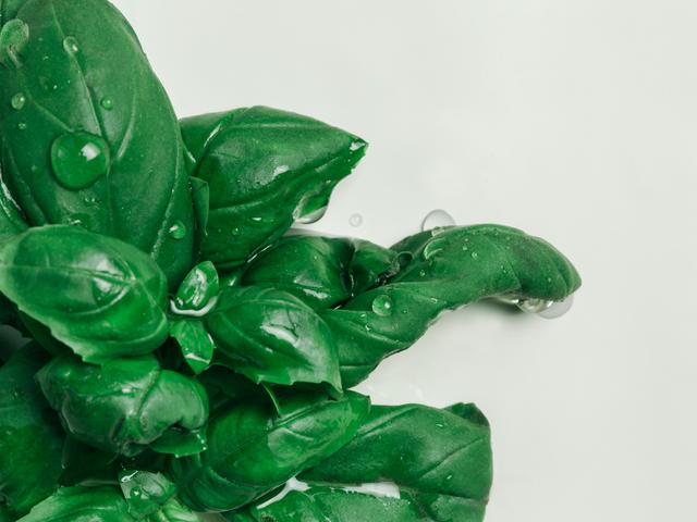 Unas hojas de albahaca fresca con gotas de agua.