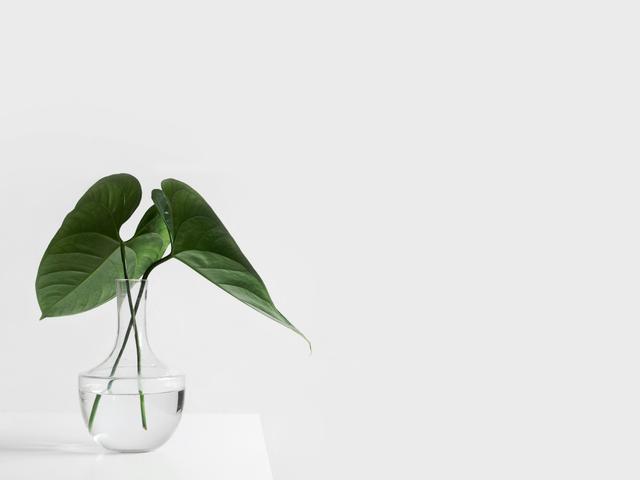 Una planta con hojas grandes colocada en un jarrón de vidrio con agua sobre una superficie blanca.