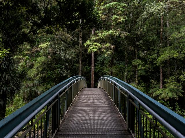 Un puente de metal atraviesa un denso bosque verde.
